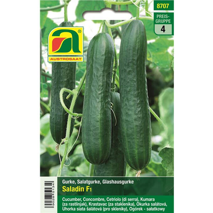 Salatgurke &amp;quot;Saladin F1&amp;quot;