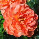 Rose 'Cherry Brandy' - Moderne Edelrose