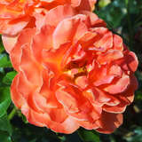 Rose 'Cherry Brandy' - Moderne Edelrose