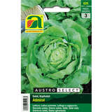 Kopfsalat "Admiral" - Kopfsalat "Admiral"