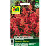 Salvia, Feuersalbei "Carabiniere Scharlach" - Salvia, Feuersalbei "Carabiniere Scharlach"