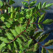 Zanthoxylum simulans perforatum: Bild 2/7