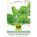 Amchoi, Chinesischer Senf "Mustard Giant grün, gewellt" - Amchoi, Chinesischer Senf "Mustard Giant grün, gewellt"