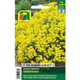 Alyssum "Goldkörbchen" - Alyssum "Goldkörbchen"