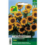 Sonnenblumen "Sonja" - Sonnenblumen "Sonja"