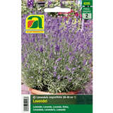 Lavendel "Echter Lavendel" - Lavendel "Echter Lavendel"