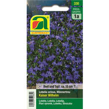 Männertreu Topf- Ca. 9 Cm Lobelia Kaufen Bei Produktbild-Vorschau 4