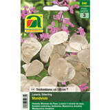 Mondviole "Silberling" - Mondviole "Silberling"