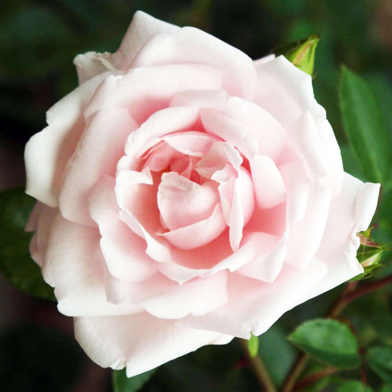 Moderne Kletterrose Rose New Dawn Rosa