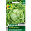 Eissalat "Grazer Krauthäuptel 2" - Eissalat "Grazer Krauthäuptel 2"