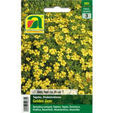 Tagetes, Studentenblume "Golden Gem" - Tagetes, Studentenblume "Golden Gem"