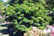 Acer palmatum 'Kamagata': Bild 6/6