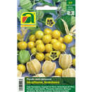 Inkapflaume "Andenbeere" - Inkapflaume "Andenbeere"