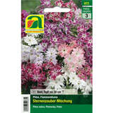 Phlox, Flammenblume "Sternenzauber Mischung" - Phlox, Flammenblume "Sternenzauber Mischung"