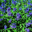 Caryopteris clandonensis 'Kew Blue': Bild 1/2