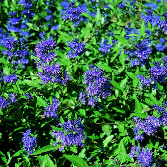 Caryopteris clandonensis 'Kew Blue'