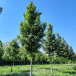 Acer campestre 'Elegant': Bild 1/1