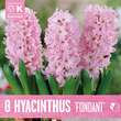 Hyacinthus Fondant: Bild 1/1