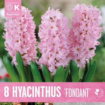 Hyacinthus Fondant