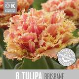 Tulipa Brisbane - Gefranstblütige Tulpe