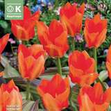 Tulipa forsteriana Park Dreamway - Forsteriana Tulpe
