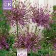 Allium 'Toabago': Bild 1/1
