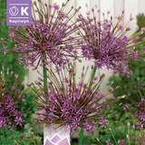 Allium 'Toabago' - Zierlauch