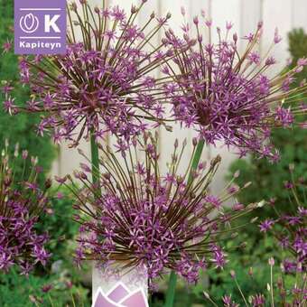 Allium 'Toabago'