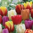 Tulipa Triumph Mischung: Bild 1/1