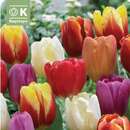 Tulipa Triumph Mischung - Tulpen-Mischung
