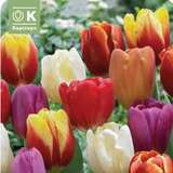 Tulipa Triumph Mischung - Tulpen-Mischung