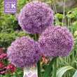 Allium 'Party Balloons': Bild 1/1
