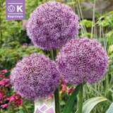 Allium 'Party Balloons' - Zierlauch