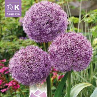 Allium 'Party Balloons'