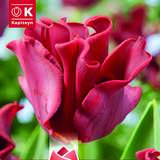 Tulipa Red Dress - Kronen Tulpe
