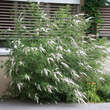 Vitex agnus-castus 'Alba': Bild 5/5