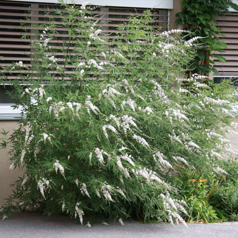 Weißer Mönchspfeffer Vitex agnuscastus 'Alba' weiß
