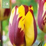 Tulpe Helmar - Triumph-Tulpe