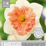 Narcissus Hungarian Rhapsody - Narzisse