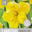 Narcissus Growers Love: Bild 1/1