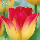 Tulpe Suncatcher - Triumph-Tulpe