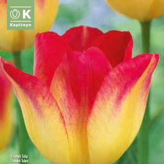 Tulpe Suncatcher