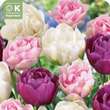 Tulpe gefülltblühende Pastell Mischung: Bild 1/1