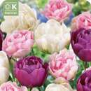 Tulpe gefülltblühende Pastell Mischung - Tulpen-Mischung