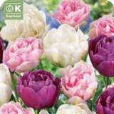 Tulpe gefülltblühende Pastell Mischung - Tulpen-Mischung
