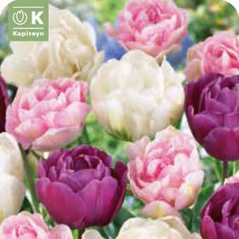 Tulpe gefülltblühende Pastell Mischung