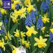 Lovely Combination Narzissen und Muscari: Bild 1/1