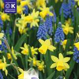 Lovely Combination Narzissen und Muscari - Narzissen-Traubenhyazinthenmischung