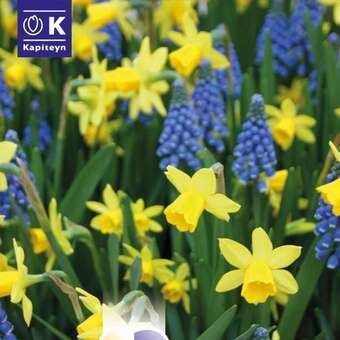 Lovely Combination Narzissen und Muscari