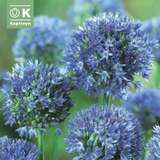 Allium caeruleum azureum - Zierlauch